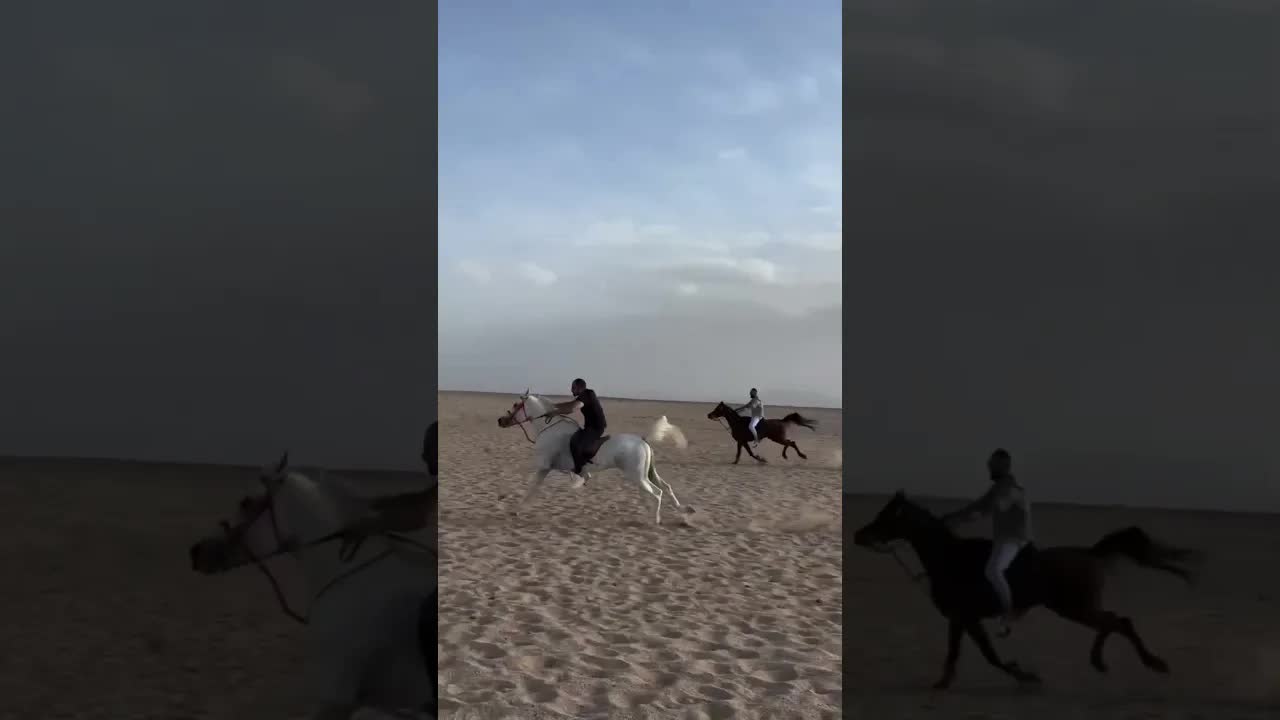 The blood 🩸of the pure Arabian horse 👑 speaks 🔥🐎