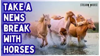 Still Doomscrolling? 📱❌ Horses + Nature = 10 Minutes of Calm