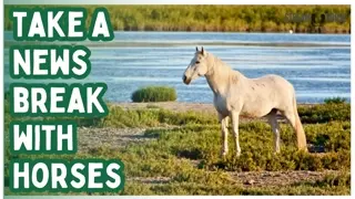 The World & Your Mind Is Spinning 🌍 Horses Are Grounded 🐎 Take A 10-Minute Pause