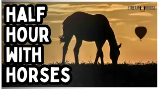 Feeling Overwhelmed? 🛑 Spend 30 Minutes With Horses 🐴