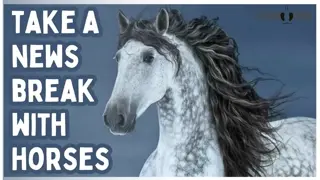 The News Can’t Follow You Here 🌍🐎 10 Minutes of Riding Horses Around the World