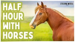 Thirty Quiet Minutes Where Horses Roam the World and Minds Settle 🐎😁