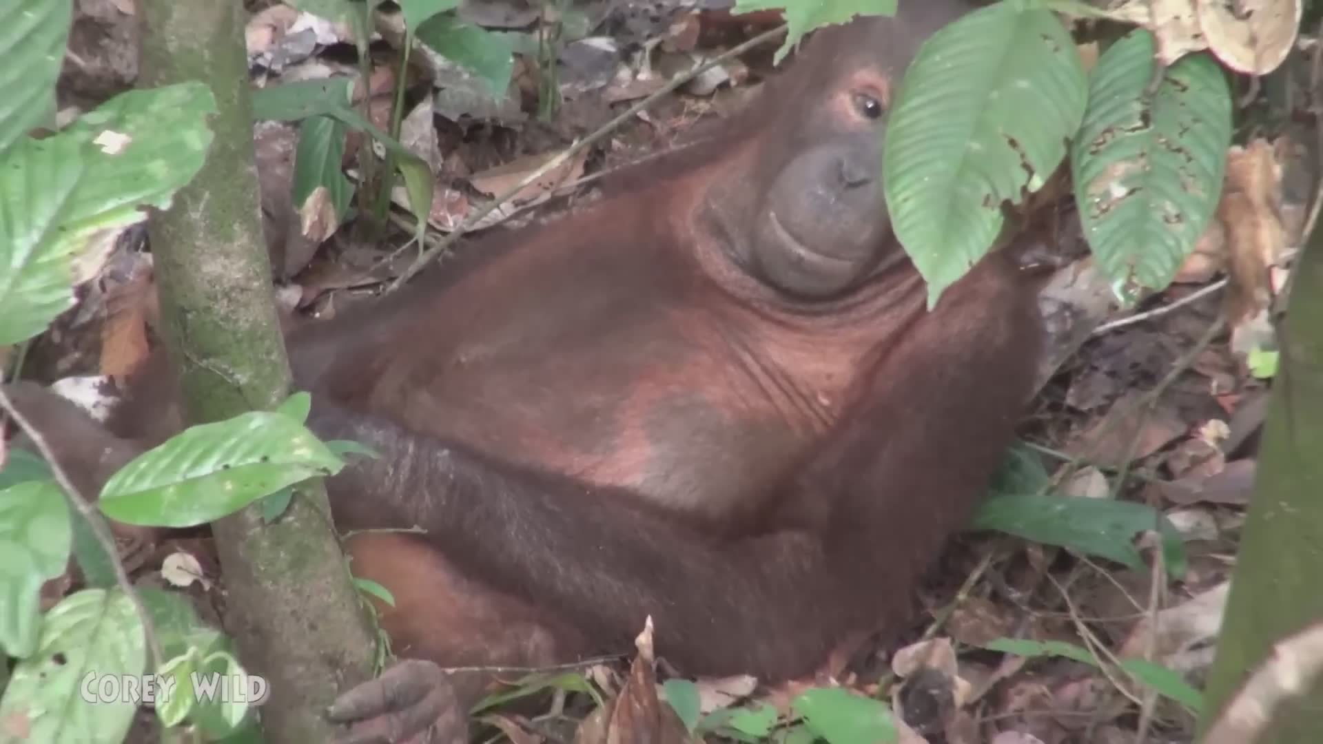 Spending time with endangered wild orangutans in Borneo rainforest habitat