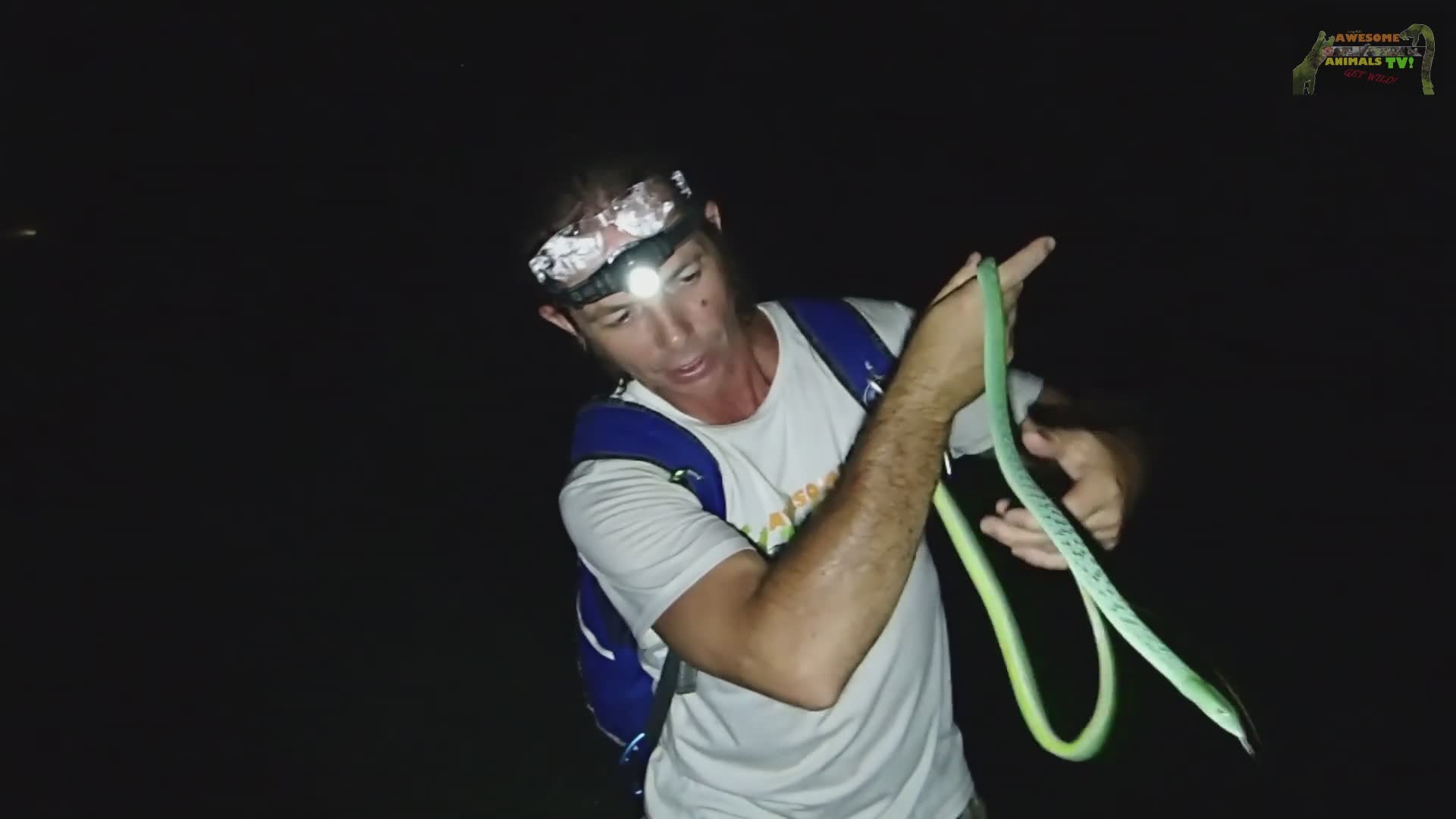 Discovering deadly venomous snake species during wildlife expedition