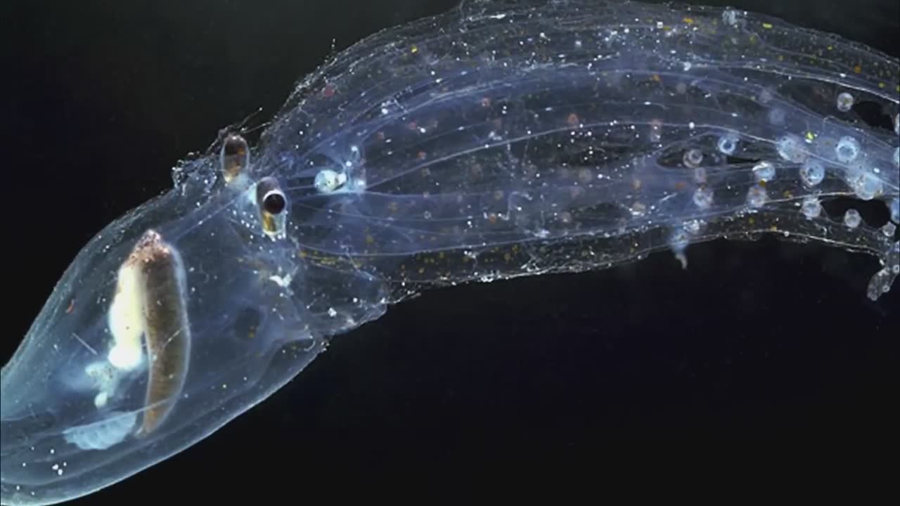 Creatures with transparent skin and unusual features that seem too bizarre to be real