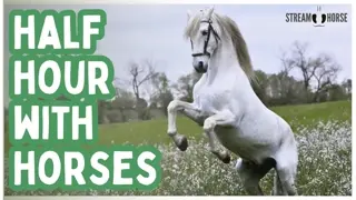 A Calm Place to Leave the Stress Behind 🐎🌿 Horses in Nature (30 Minutes)