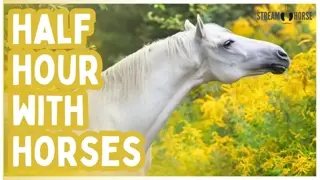 The News Can Pause — 30 Minutes With Horses Around the World 🐎🌍
