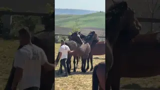 There's a subtle difference between those who work with horses and those who truly connect with them