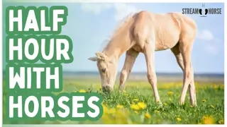 Still Watching the News? 🛑 Stop for 30 Minutes With Horses 🐎