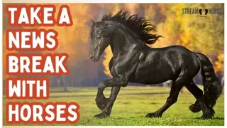 Let Horses Heal Your Day 🐎✨ 10 Minutes Away from News & Politics