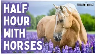 30 Minutes. No News. Just Horses.