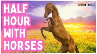 30 Minutes of Horses Around the World for Stress Relief & Calm 🐴🌎😌