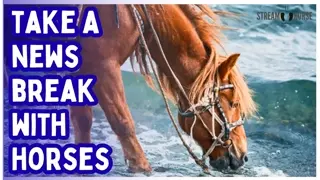 When the Headlines Get Dark 🌧️ Horses Still Shine 🐎✨ (10 Minutes)