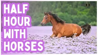 You Can Rest Here 🐎 Horses Will Keep Watch