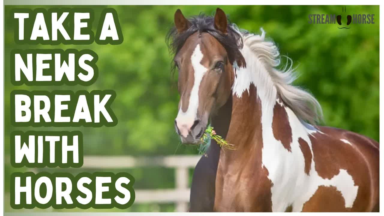 Instead Of The News Watch Horses Instead 🐎🌍😁 10 Minutes of Cheer