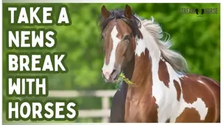 Instead Of The News Watch Horses Instead 🐎🌍😁 10 Minutes of Cheer