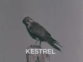 Elementary Natural Science: Hawks (1977)