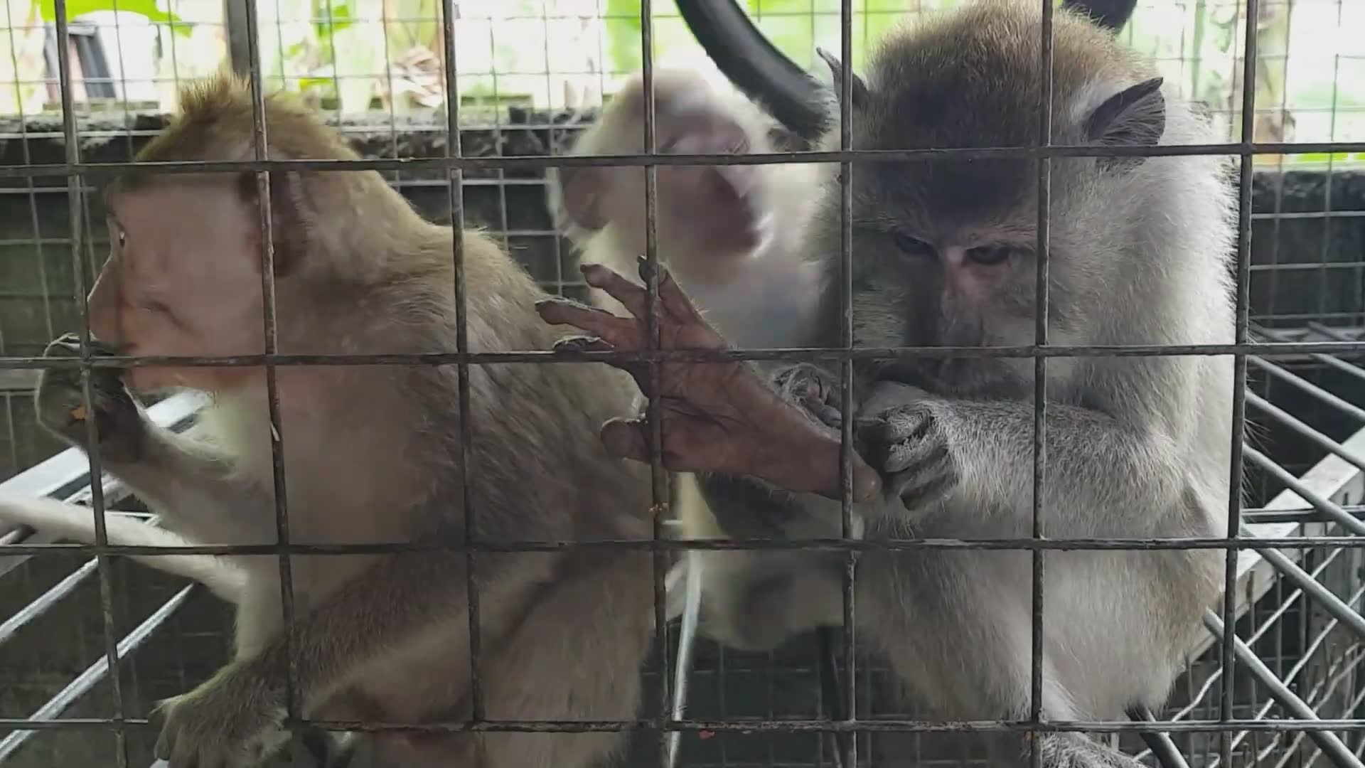 Investigating dark reality of illegal pet monkey trade in Southeast Asia (2)