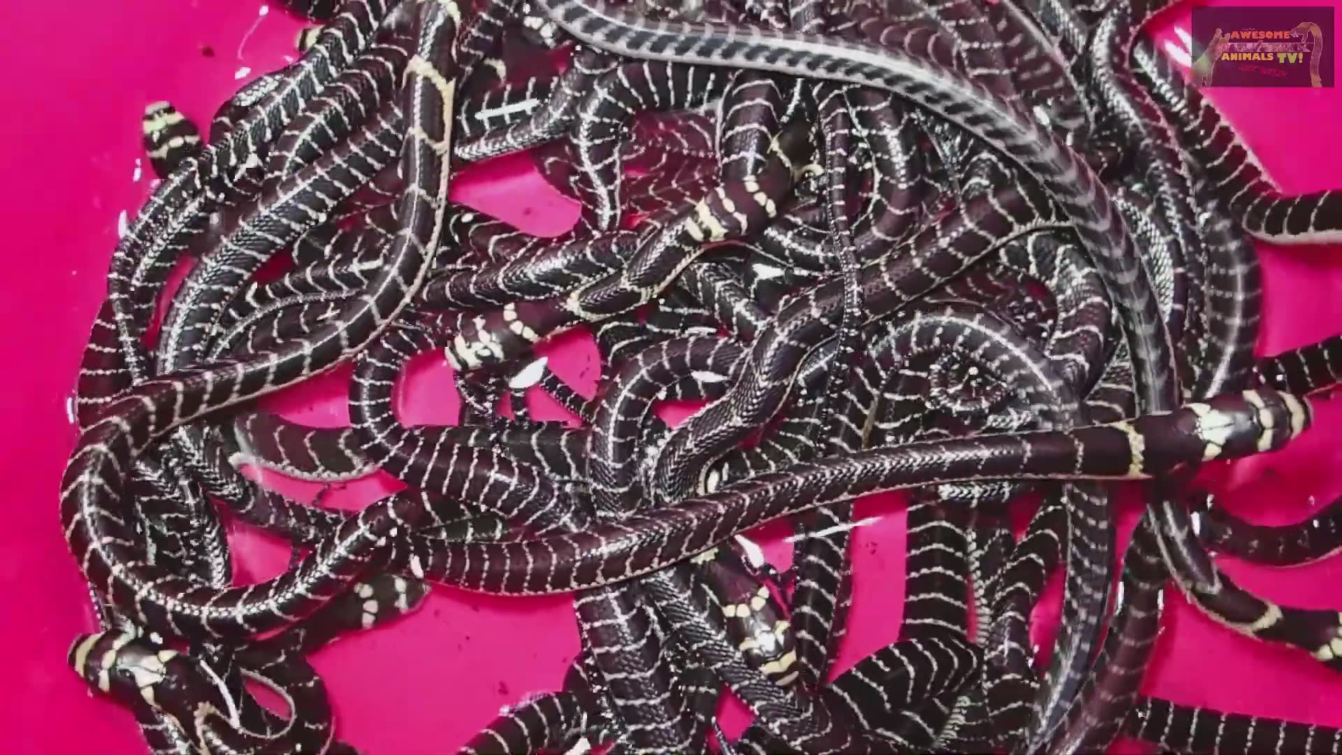 Discovering massive king cobra during wildlife expedition during field research (2)