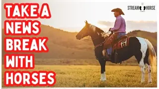 Too Much Bad News? 📰❌ 10 Minutes of Horses to Make You Smile 🐎😊