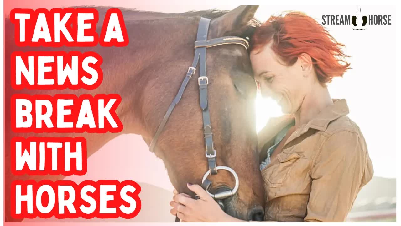 When the News Feels Heavy 🐎🌎 20 Minutes of Horses to Make You Smile