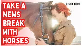 When the News Feels Heavy 🐎🌎 20 Minutes of Horses to Make You Smile
