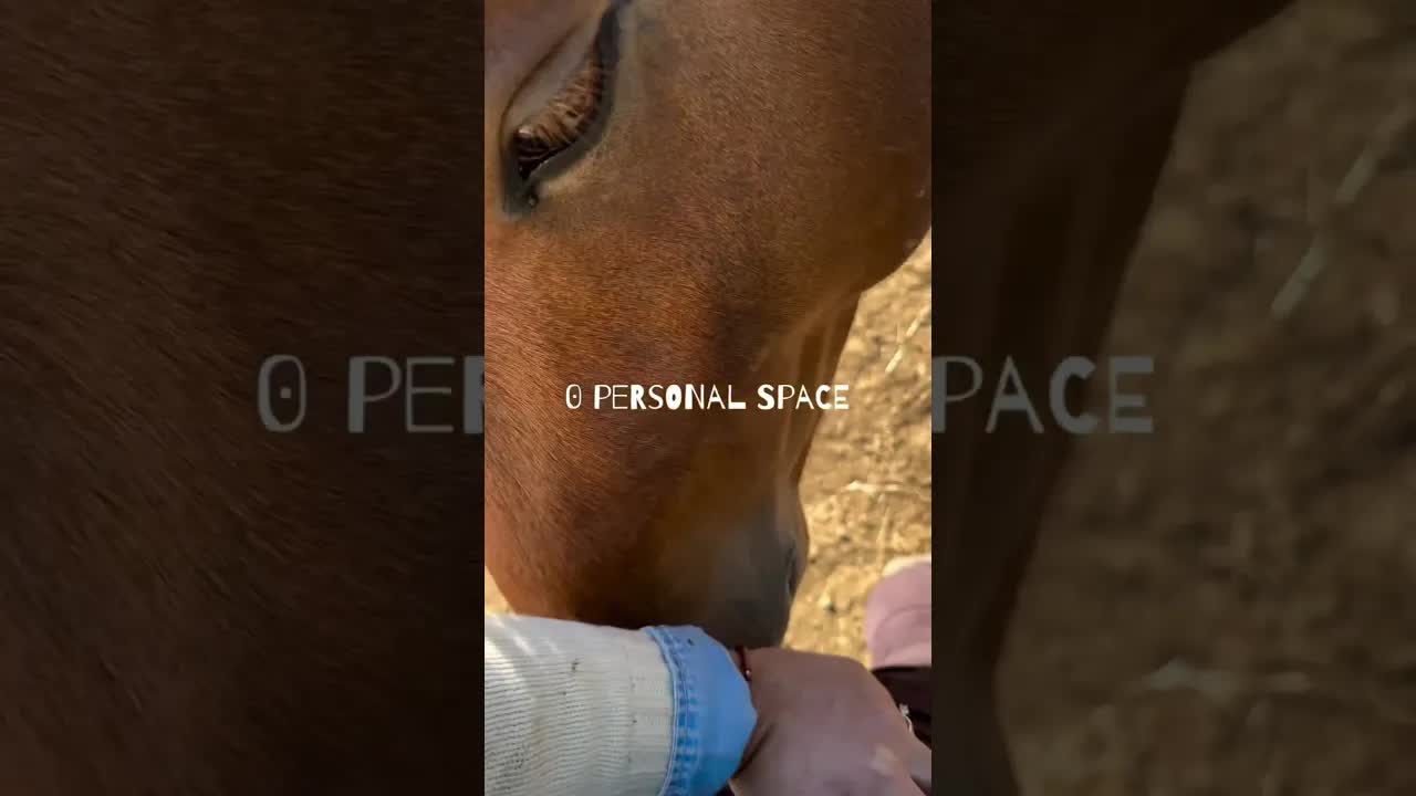 🐴 Joe Brown knows 0 personal space, he’s the most curious and gentle horse we’ve met.