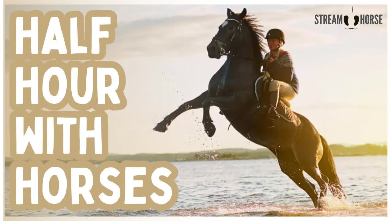 Pause the Headlines ⏸️📰 30 Minutes of Horses & Nature’s Beauty 🐴😌
