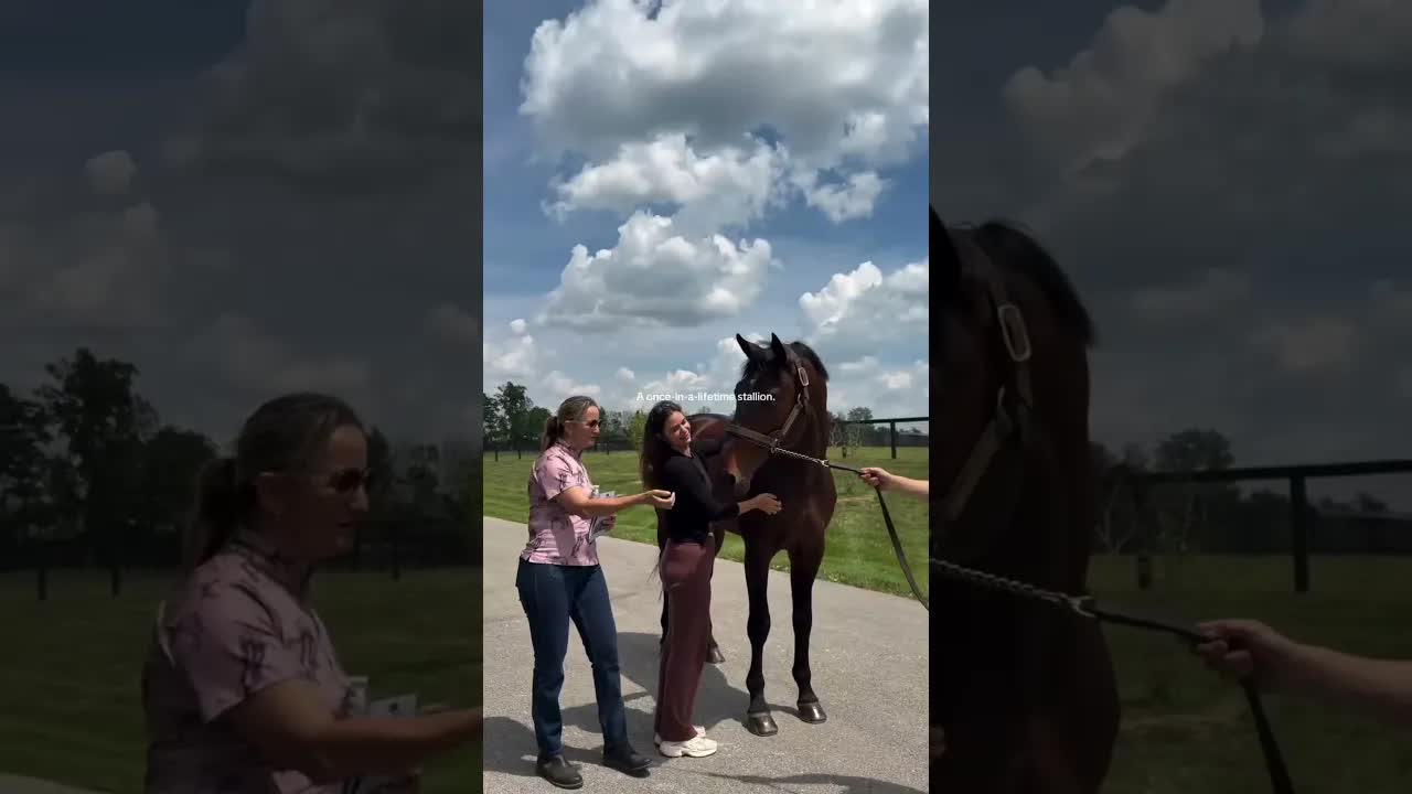 Proof that a breeding stallion can be gentle 🥹🫶