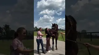 Proof that a breeding stallion can be gentle 🥹🫶