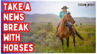 After the News Let the World Feel Lighter 🐴✨ 20 Minutes of Joyful Horses