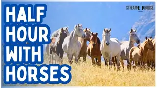 Unplug Your Mind for 30 Minutes 🐴😌 Horses Wandering Through the World’s Beauty