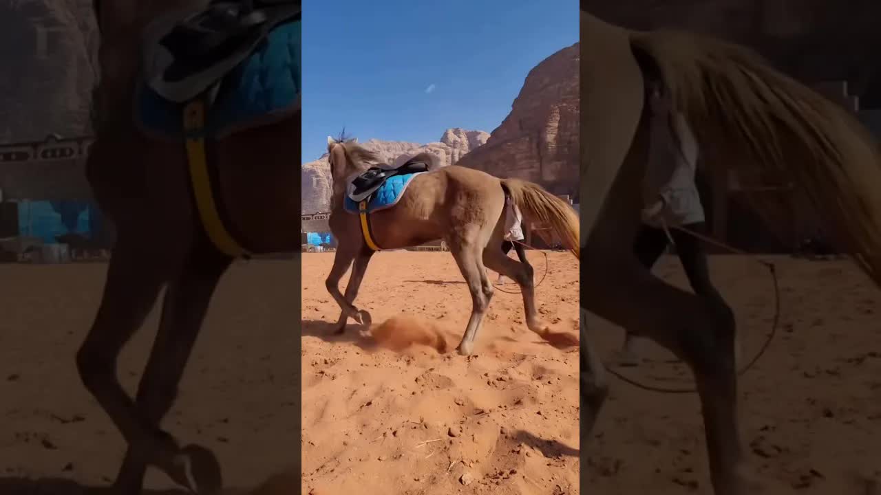 Meet Sheikh 🐴 He got his very first saddle pad while rodeoing around on a trail ride