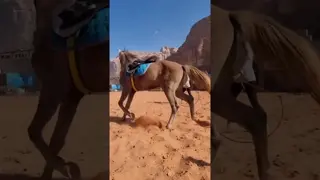 Meet Sheikh 🐴 He got his very first saddle pad while rodeoing around on a trail ride