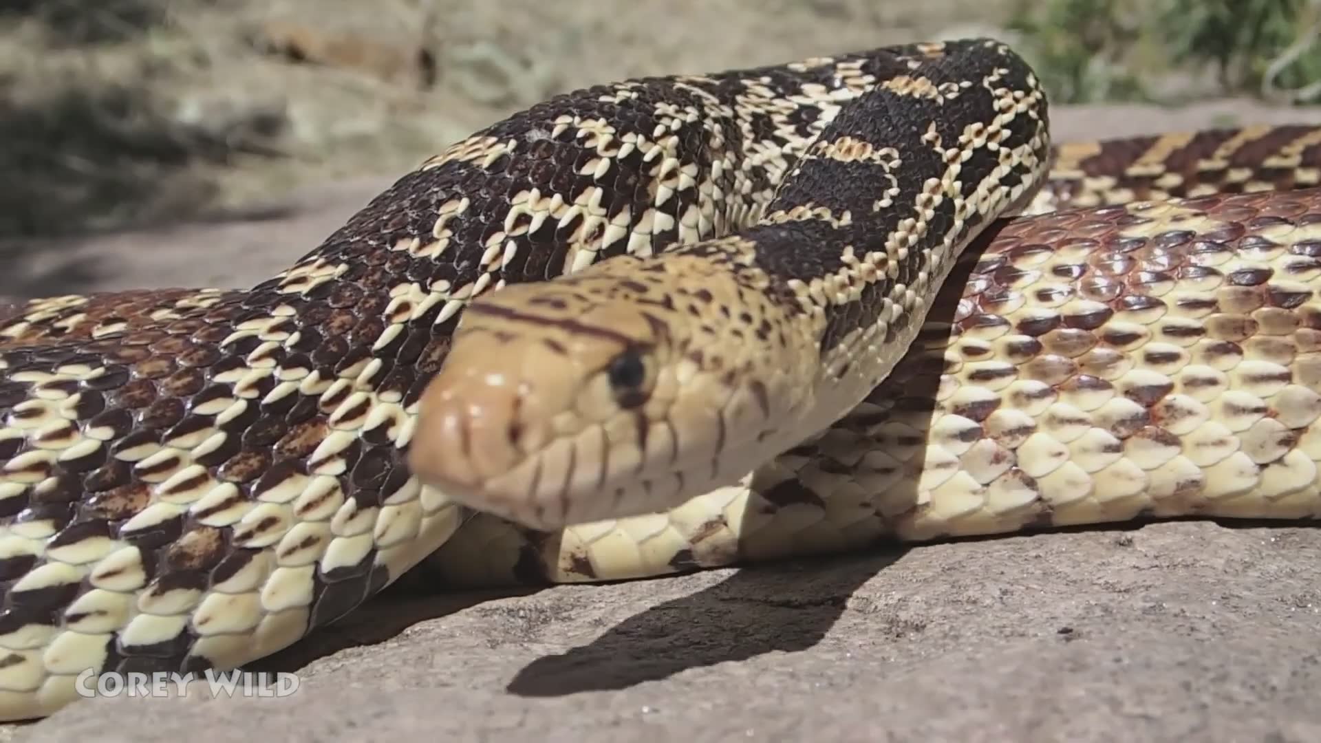 Finding venomous and harmless snake species across American landscapes