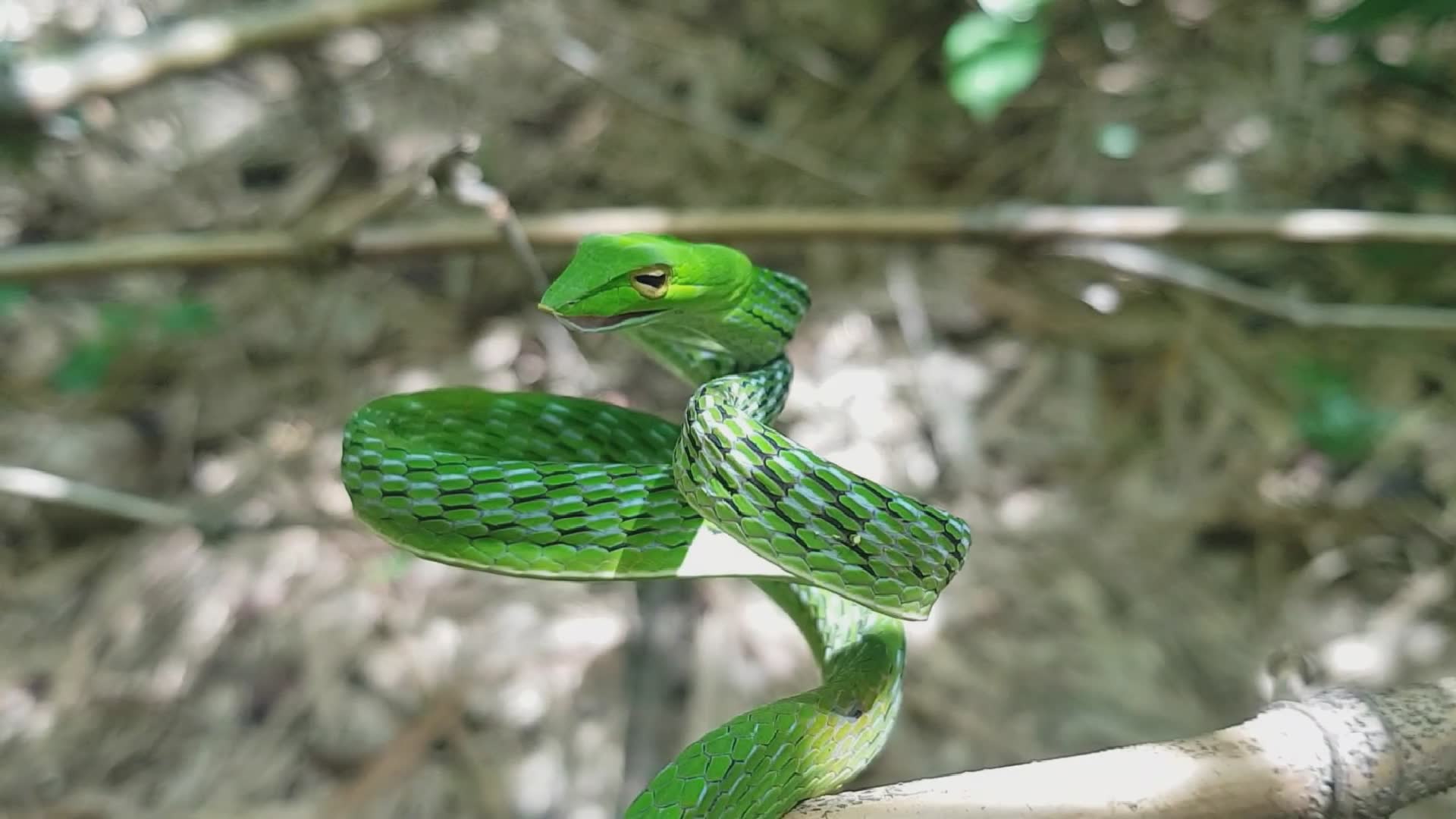 Terrifying moment when venomous snake strikes directly at handler's face