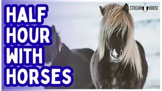 Does Life Feel Loud Right Now?🐴👀 Watch Horses in Quiet Places for 30 Minutes