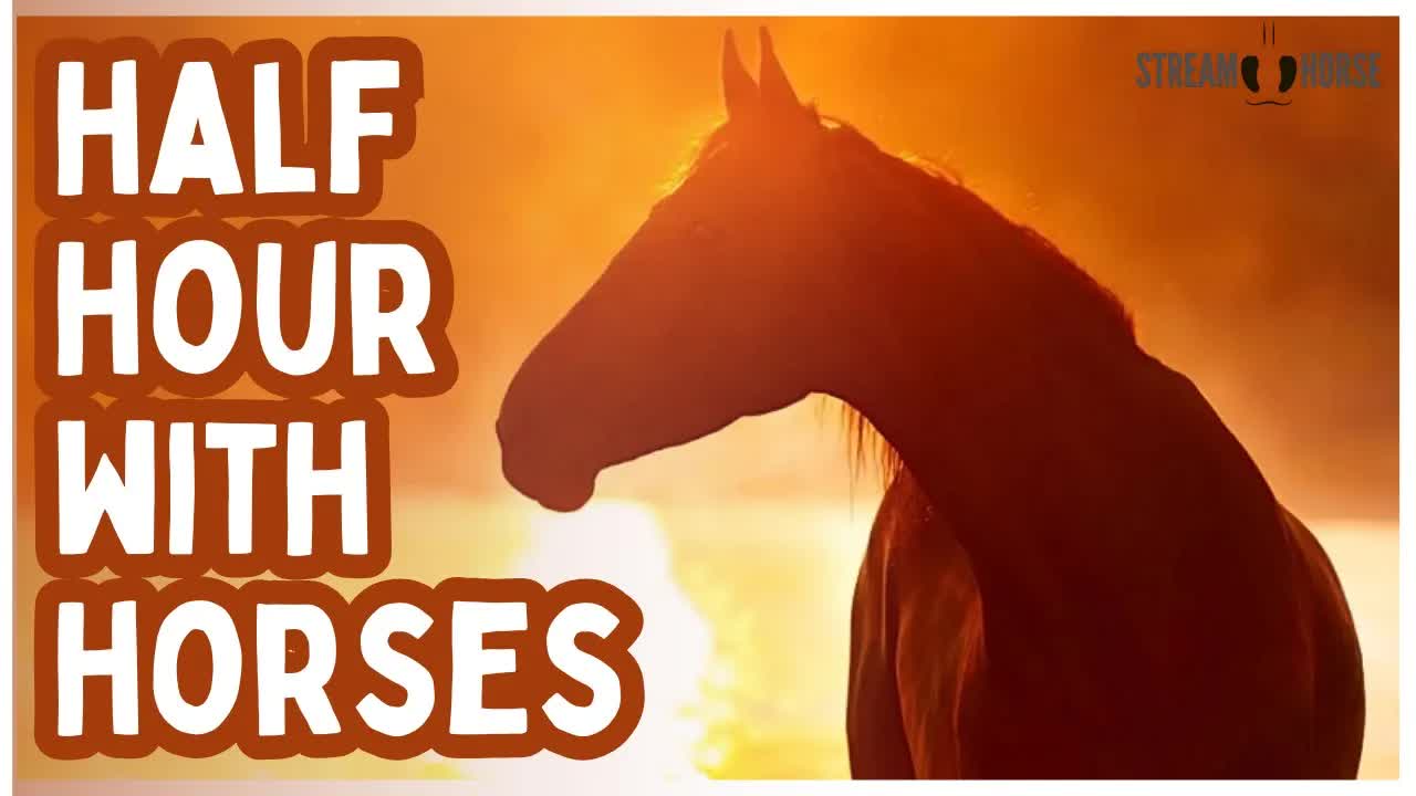 From Mountains to Meadows 🐎🌎 30 Minutes of Horses in Earth’s Most Scenic Settings