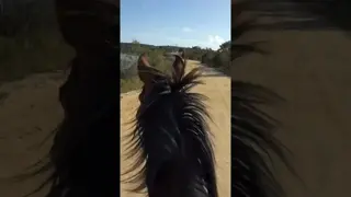 All he was saying was “neighhh” 😊❤️ He was calling for the others, searching, listening, feeling.
