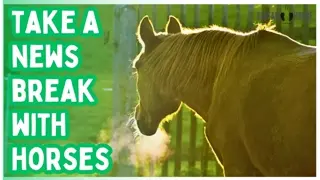 STOP 🛑 Watching the News Now! 🐴😁 20 Minutes of Horses to Inspire Hope
