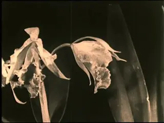 Flowers Growing And Opening (silent, 1930s)