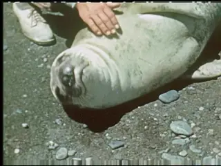 6147 Sea Elephants and Sea Lions 01 37 29 06