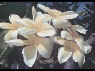 Flowering Trees Of Hawaii (silent)