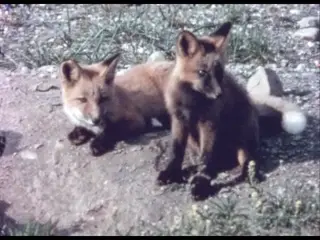 Foxes (silent, raw footage)