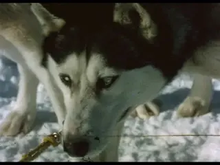 [Alaska Sled Dogs] (silent, raw footage)