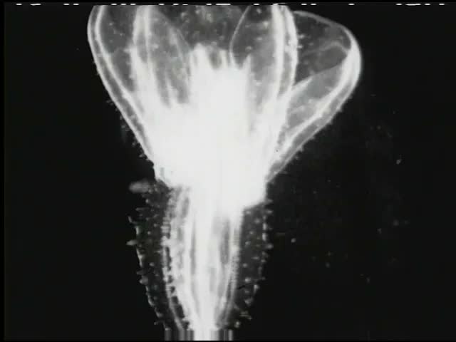 6145 World Beneath the Sea 01 39 37 05