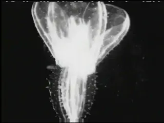 6145 World Beneath the Sea 01 39 37 05