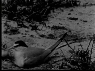 The Last Tern