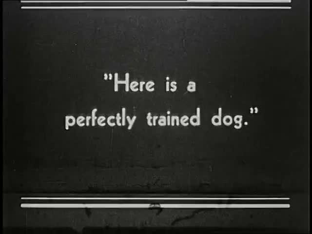 0475 Motor Conditioning In Dogs