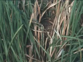 PHXBirdHomes